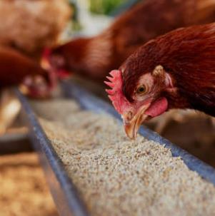 全球及中國動物復(fù)合飼料市場調(diào)研及投資前景分析調(diào)研報告-(2015-2026)